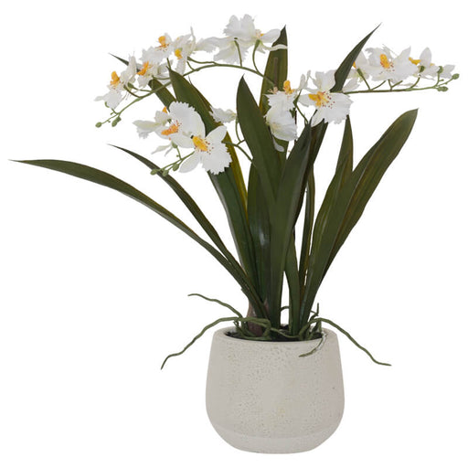 WHITE ONCIDIUM ORCHID IN A POT 46CM TRAN