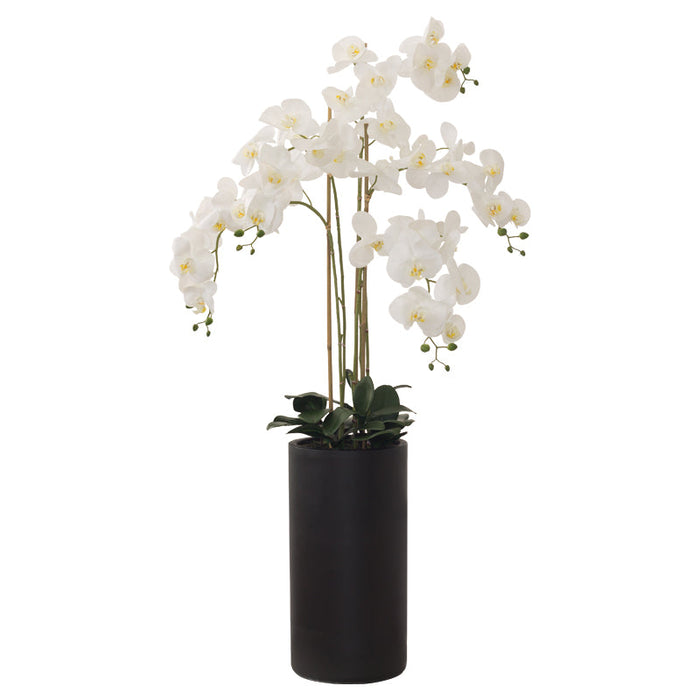 WHITE REAL TOUCH ORCHID 135CM TRAN