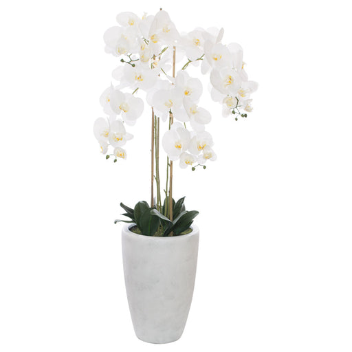 WHITE ORCHID IN POT 125 CM TRAN