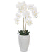 WHITE ORCHID IN POT 125 CM TRAN