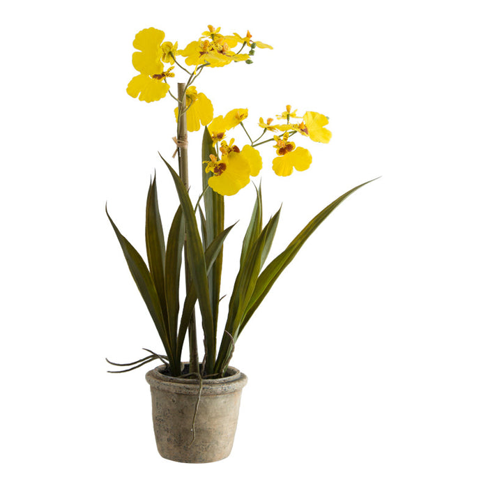 YELLOW ONCIDIUM IN POT 43CM TRAN
