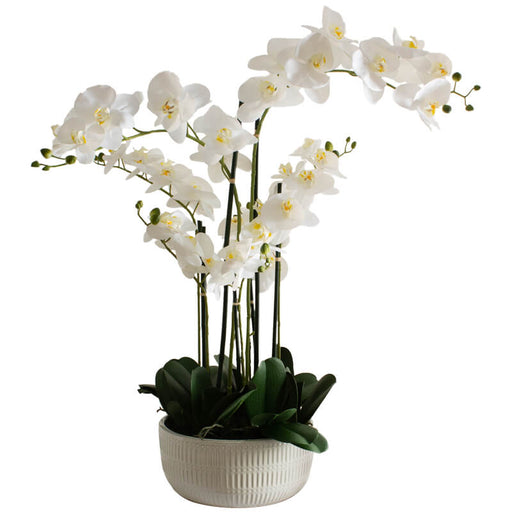 WHITE ORCHID IN FLAT POT 84CM TRANS NATAL CUT GLASS