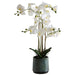 WHITE ORCHID IN GREY POT 71CM TRAN
