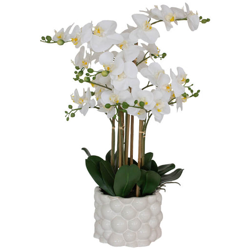 WHITE REAL TOUCH ORCHID 71CM TRAN