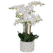 WHITE REAL TOUCH ORCHID 71CM TRAN