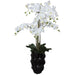 WHITE ORCHID IN BLACK POT 110CM TRAN