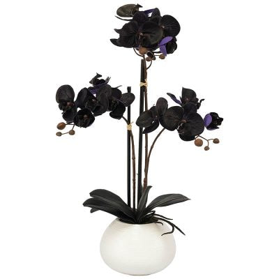 PURPLE BLACK ORCHID IN POT 56CM TRAN