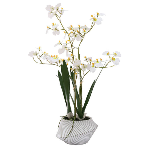 REAL TOUCH WHITE ONCIDIUM 56CM TRAN