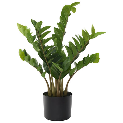 FERN ARUM 70CM TRAN