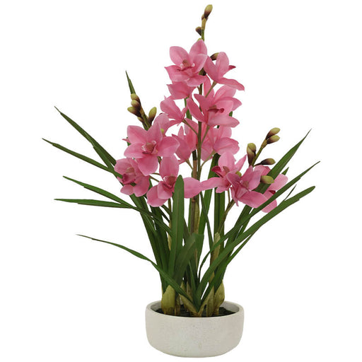 PINK CYMBIDIUM IN WHITE POT TRAN