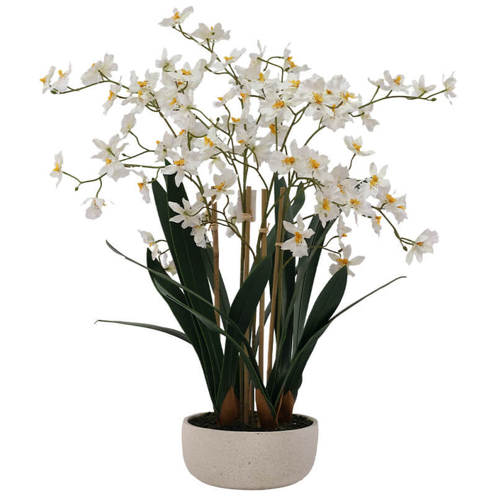 WHITE ONCIDIUM IN WHITE POT 72CM TRAN