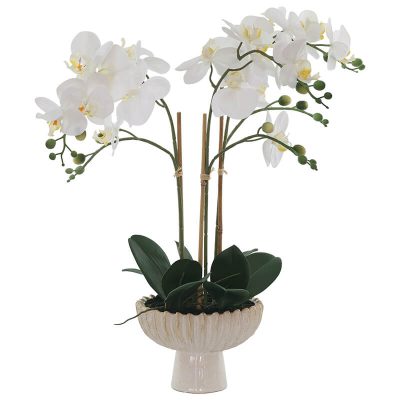 WHITE ORCHID IN FTD POT 58CM TRAN