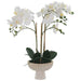 WHITE ORCHID IN FTD POT 58CM TRAN