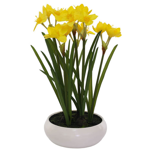 YELLOW DAFFODIL IN POT 45CM TRAN