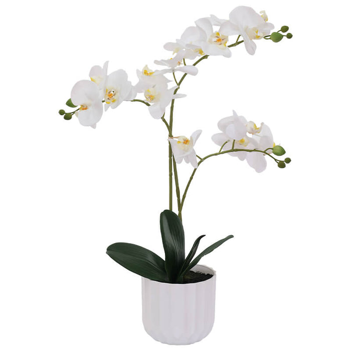 WHITE ORCHID/WHITE FACET POT 54CM TRAN