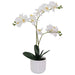 WHITE ORCHID/WHITE FACET POT 54CM TRAN