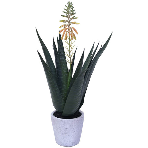 ALOE IN POT 41CM TRAN