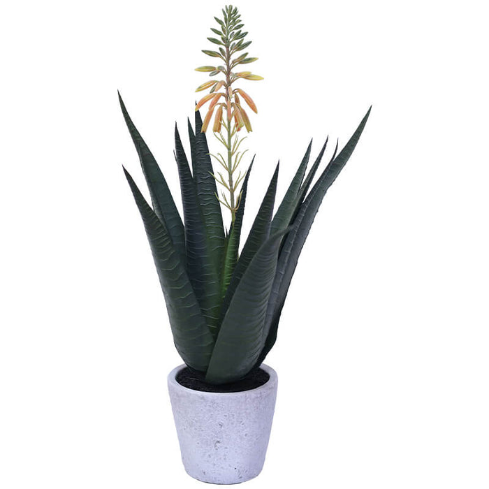 ALOE IN POT 41CM TRAN