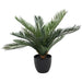 CYCAS IN POT 50CM TRAN