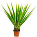 AGAVE 1M