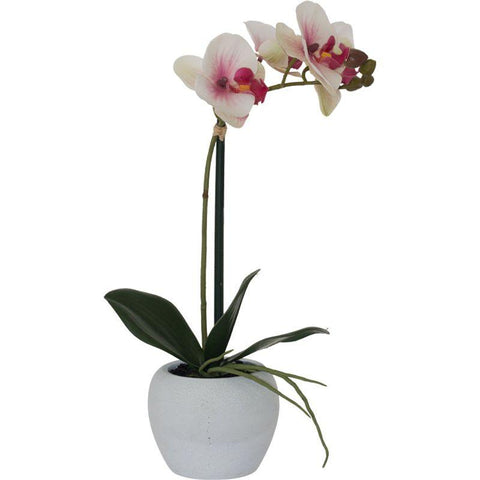 WHITE/PINK ORCHID 51CM